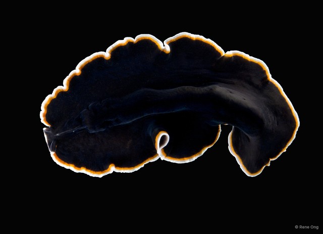 Pseudobiceros hancockanus