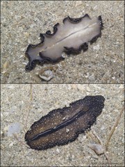 Pseudobiceros stellae • © Ria Tan • All Rights Reserved