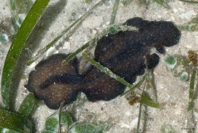 Pseudobiceros stellae