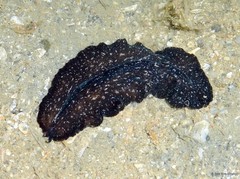 Pseudobiceros stellae • © Loh Kok Sheng • All Rights Reserved