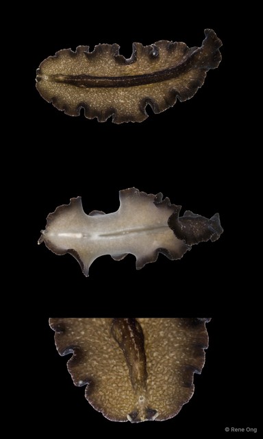 Pseudobiceros stellae