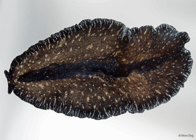 Pseudobiceros stellae