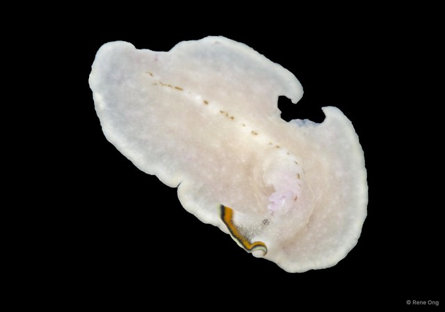 Pseudoceros sp. "10" • © Rene Ong • All Rights Reserved