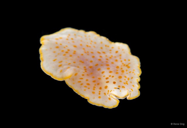 Pseudoceros sp. "2" • © Rene Ong • All Rights Reserved