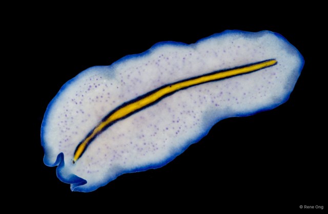 Pseudoceros sp. "3" • © Rene Ong • All Rights Reserved