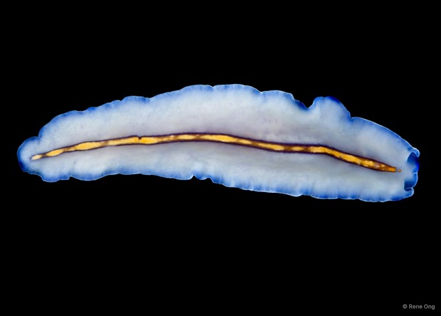 Pseudoceros sp. "4" • © Rene Ong • All Rights Reserved