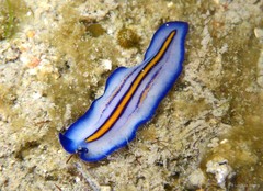 Pseudoceros sp. "5" • © Loh Kok Sheng • All Rights Reserved