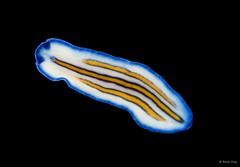 Pseudoceros sp. "5" • © Rene Ong • All Rights Reserved