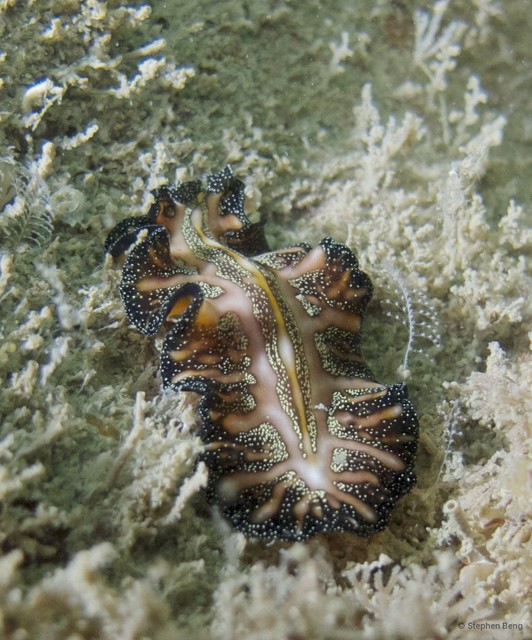 Pseudoceros sp. "7" • © Stephen Beng • All Rights Reserved
