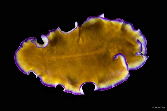Pseudoceros sp. "8" • © Rene Ong • All Rights Reserved