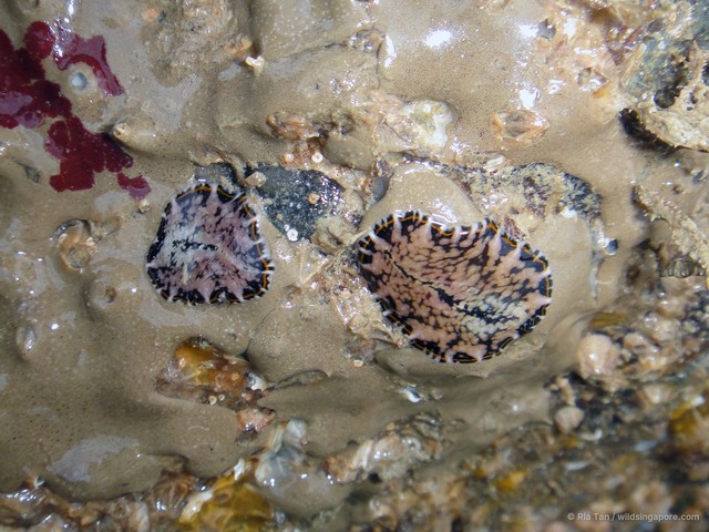 Pseudoceros sp. "c7563c11" • © Ria Tan • All Rights Reserved