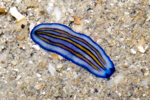Pseudoceros sp. "c7563c4a" • © Ria Tan • All Rights Reserved