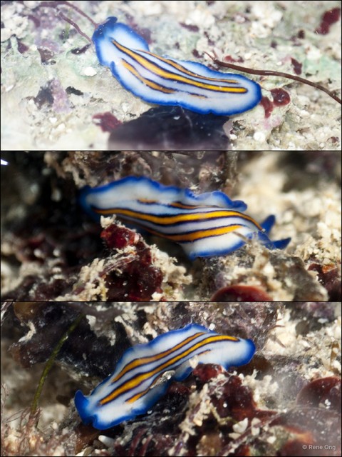 Pseudoceros sp. "c7563c6e" • © Rene Ong • All Rights Reserved