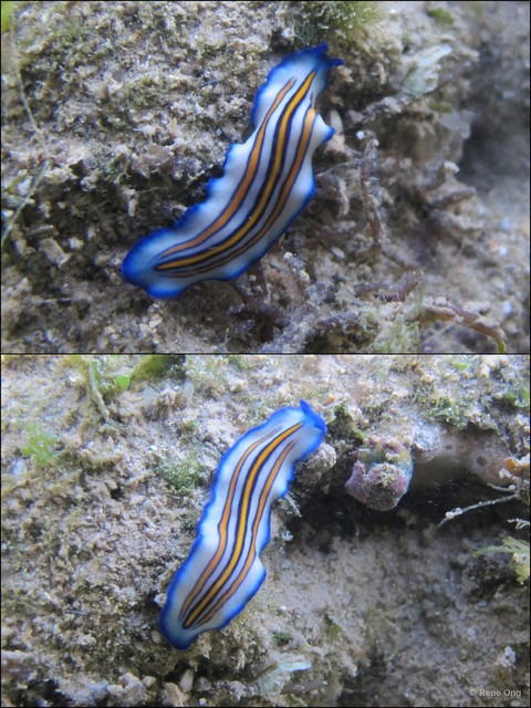 Pseudoceros sp. "c7563c74" • © Rene Ong • All Rights Reserved