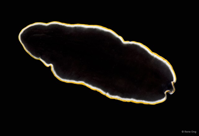 Pseudoceros sp. "cf. prudhoei" • © Rene Ong • All Rights Reserved