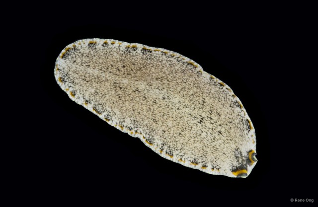 Pseudoceros sp. "cf. stimpsoni" • © Rene Ong • All Rights Reserved