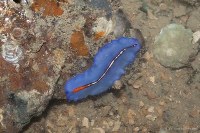 Pseudoceros bifurcus