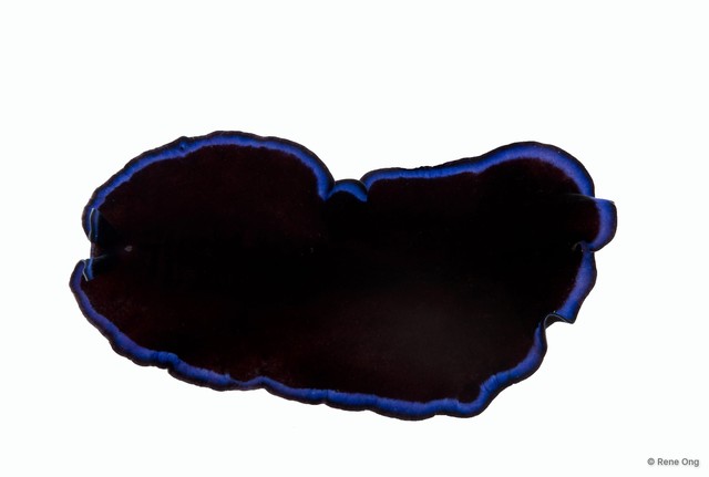 Pseudoceros caeruleocinctus
