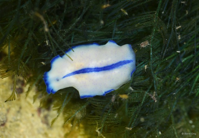 Pseudoceros concinnus
