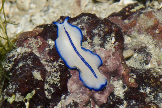Pseudoceros concinnus