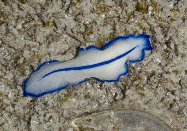 Pseudoceros concinnus