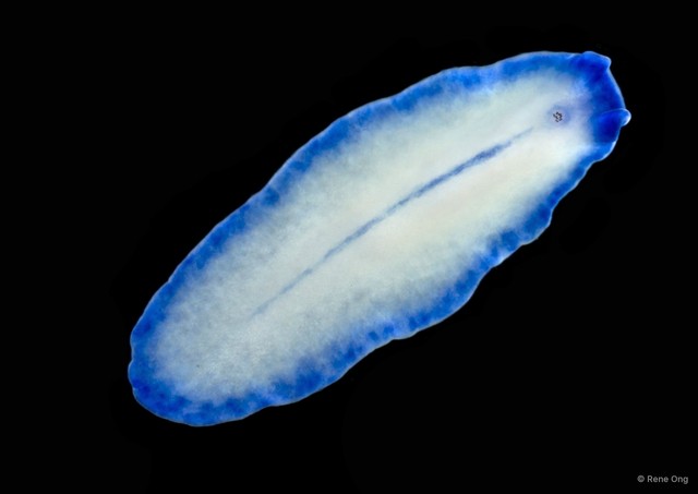 Pseudoceros concinnus