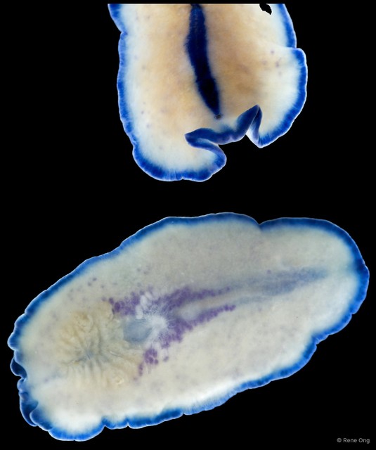 Pseudoceros concinnus