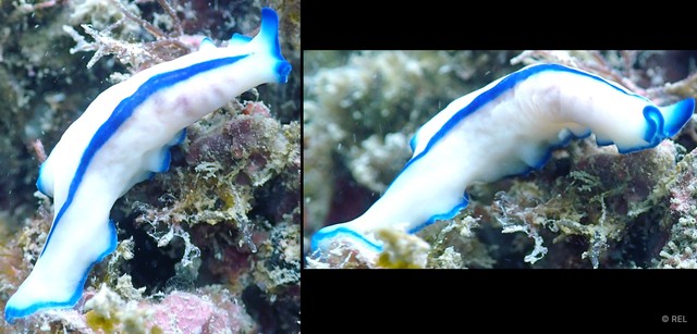 Pseudoceros concinnus