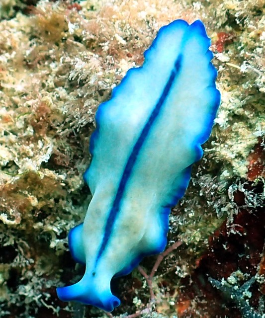 Pseudoceros concinnus