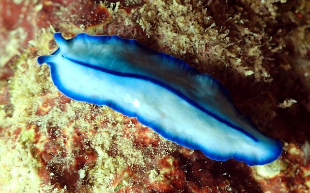 Pseudoceros concinnus
