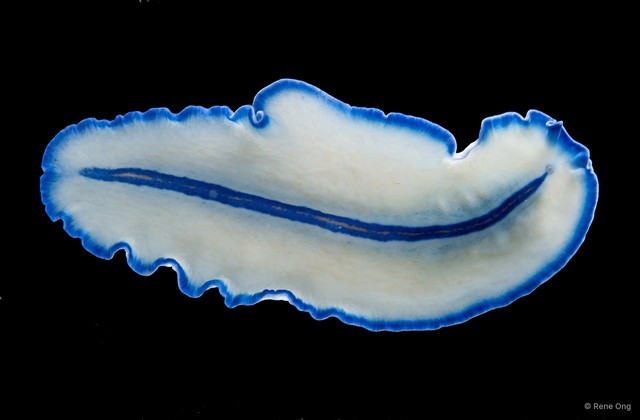 Pseudoceros concinnus