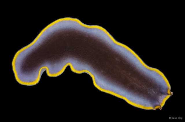 Pseudoceros duplicinctus • © Rene Ong • All Rights Reserved