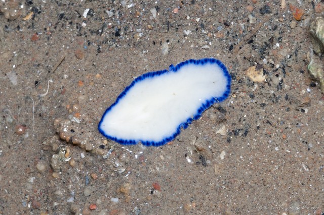 Pseudoceros indicus
