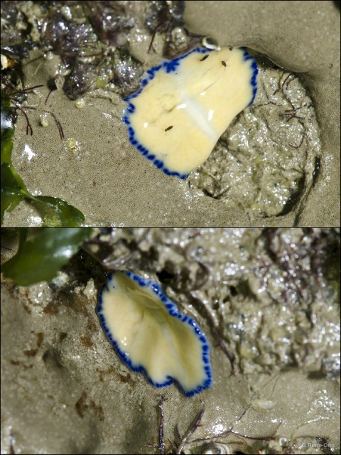 Pseudoceros indicus