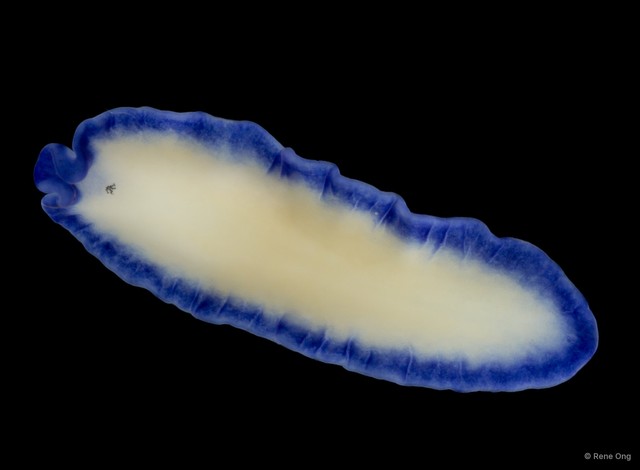 Pseudoceros indicus