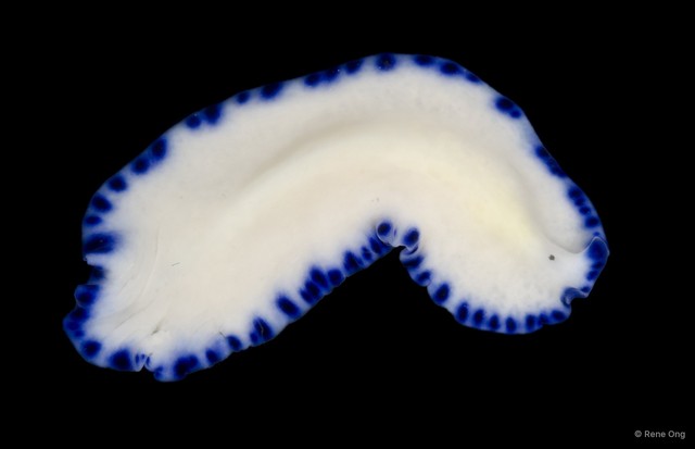 Pseudoceros indicus • © Rene Ong • All Rights Reserved