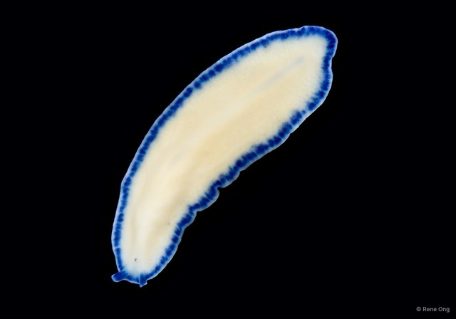 Pseudoceros indicus