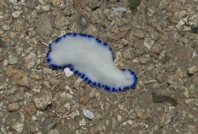 Pseudoceros indicus