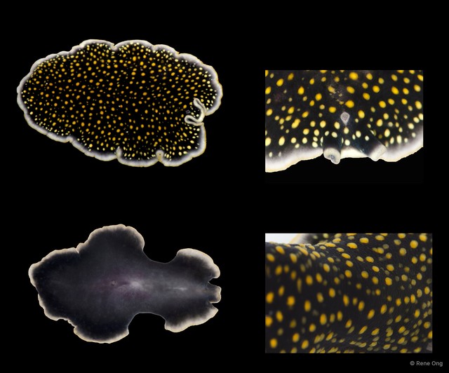 Pseudoceros microcelis • © Rene Ong • All Rights Reserved