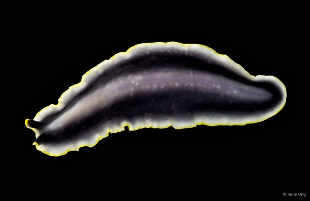 Pseudoceros paralaticlavus • © Rene Ong • All Rights Reserved