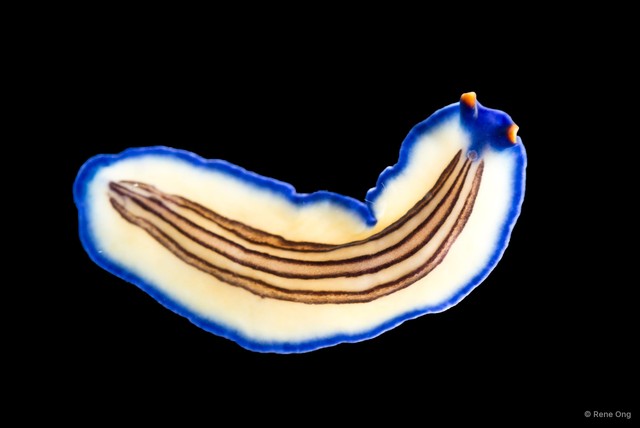 Pseudoceros rubrotentaculatus • © Rene Ong • All Rights Reserved