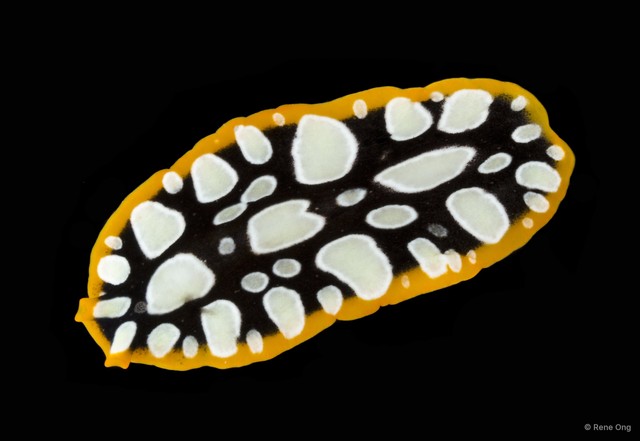 Pseudoceros scintillatus • © Rene Ong • All Rights Reserved