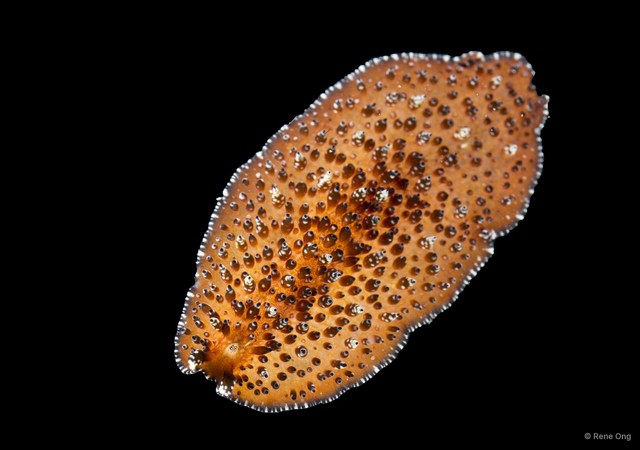 Thysanozoon sp. "1" • © Rene Ong • All Rights Reserved
