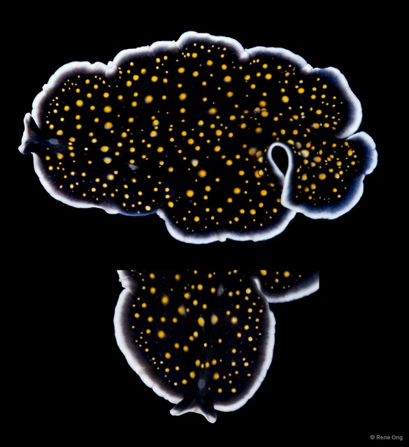 Thysanozoon nigropapillosum