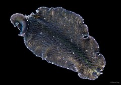 Thysanozoon nigrum • © Rene Ong • All Rights Reserved