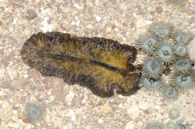 Tytthosoceros lizardensis