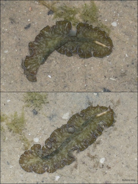 Tytthosoceros lizardensis