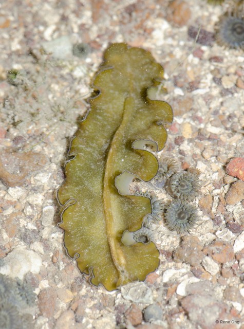 Tytthosoceros lizardensis
