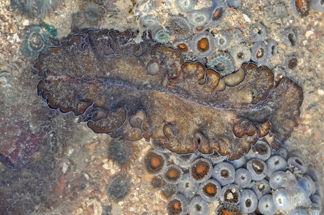 Tytthosoceros lizardensis