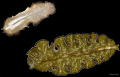 Tytthosoceros lizardensis (Newman & Cannon, 1996)